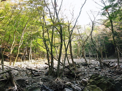 ● 河原と化した中流部、優しさはモウ無い