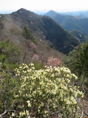 IMG_3147.jpg (178.33 KiB) 閲覧された回数 3015 回 ナイフリッジ手前のヒカゲツツジ 奥は雨石山