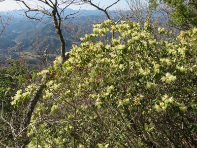 IMG_3226.jpg (218.22 KiB) 閲覧された回数 3016 回 ヒカゲツツジは満開