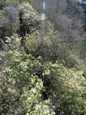 IMG_3388.jpg (233.26 KiB) 閲覧された回数 3016 回 ハイライト ヒカゲツツジの回廊