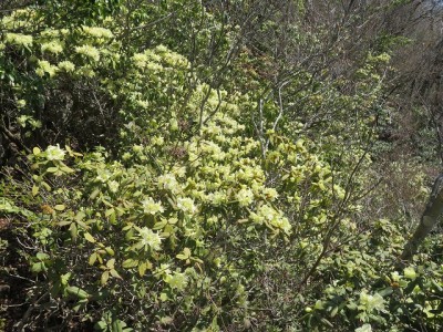 IMG_3575.jpg (222.69 KiB) 閲覧された回数 3016 回 ヒカゲツツジ