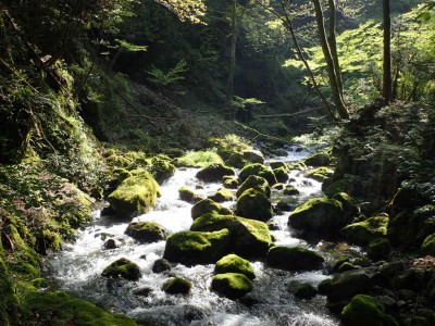 P4210006.jpg (120.79 KiB) 閲覧された回数 2073 回 入渓点付近