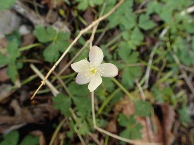 P4210023.jpg (48.42 KiB) 閲覧された回数 2065 回 イチリンソウ