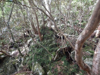 木に掴まり登って行く