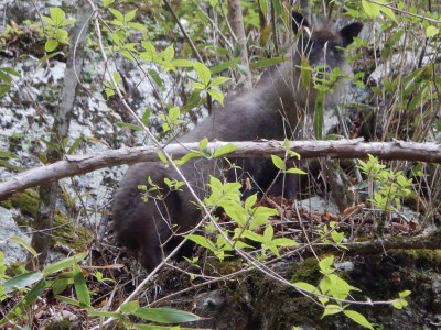 カモシカさんこんにちは～