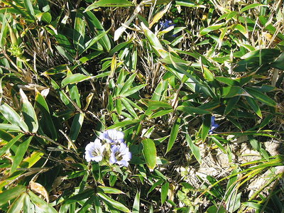 ● 竜胆がそっくりかってるよ、竜ちゃん優勝だね＾＾～♪