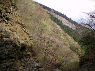 2009_0418画像0037.JPG (231.82 KiB) 閲覧された回数 7774 回 滝より伐採地を望む