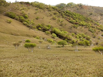 ５月１４日開花直前の竜ヶ岳の羊たち