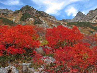 昨年はいい紅葉でした