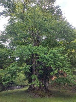 糸井の大カツラ