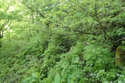 さて、道はどこでしょう？