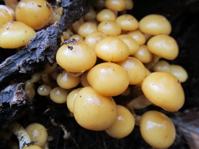 IMG_5105.jpg (101.47 KiB) 閲覧された回数 7905 回 ナメコかな?