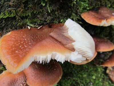 IMG_5139.jpg (126.25 KiB) 閲覧された回数 7900 回 ムキタケかなぁ?