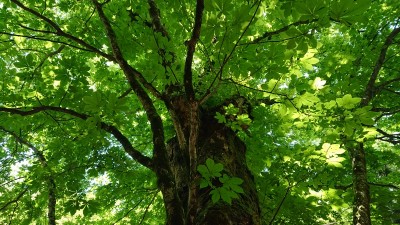 16235911104651 大トチ - コピー.jpg