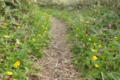 キンポウゲロード