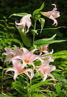 P6156762.jpg (97.93 KiB) 閲覧された回数 5792 回 今年のササユリ