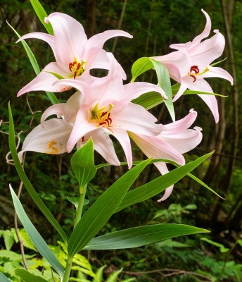 20200621-P6213583.jpg (141.85 KiB) 閲覧された回数 5792 回 昨年のササユリ