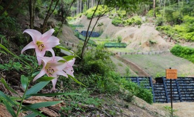 20190621-P6211490.jpg (116.51 KiB) 閲覧された回数 5785 回 一昨年のササユリ