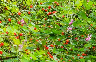 P6156825.jpg (171.78 KiB) 閲覧された回数 5793 回 野いちごの楽園