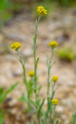 いちごのそばで