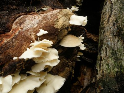 ブナハリタケとブナシメジ