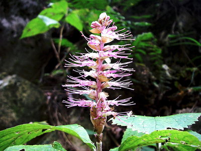 ● 見返草のような美女と参加予定でした