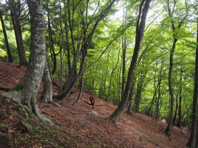 ブナ林への登り.jpg