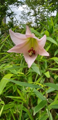 KIMG0261.JPG (2.37 MiB) 閲覧された回数 5532 回 音羽城址のササユリ