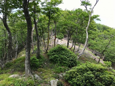 IMG_3526.jpg (860.96 KiB) 閲覧された回数 2889 回 高昌山南西尾根