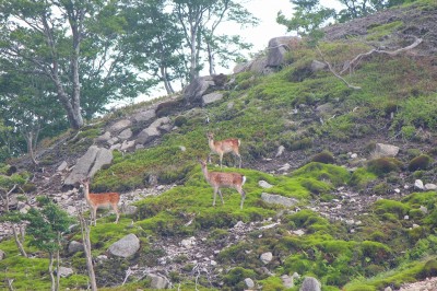 IMG_4839.jpg (797.86 KiB) 閲覧された回数 2889 回 鹿