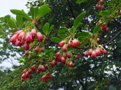 IMG_0643.jpg (690.38 KiB) 閲覧された回数 2885 回 サラサドウダン