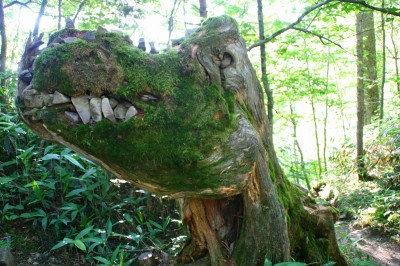 蝶ヶ岳のゴジラ