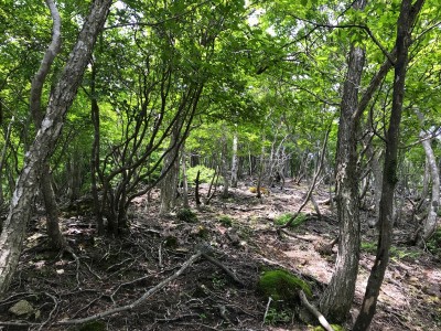 高昌山南西尾根