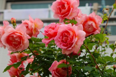 コンフィダンス　Confidence