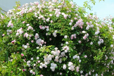 ポールズヒマラヤンムスク　Pauls Himalayan Musk Rambler