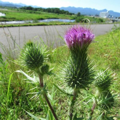 FEA29441-800A-4A7F-9018-E2E7012FC6BE.jpeg (141.23 KiB) 閲覧された回数 9480 回 アメリカオニアザミ