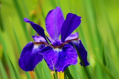 アヤメ（アヤメ池公園）