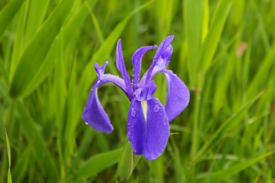 カキツバタ（小堤西池）