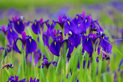 ノハナショウブ（斉宮）