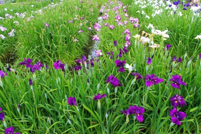 ハナショウブ（曽根城公園）