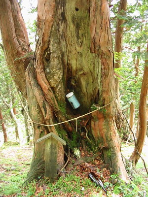 ８年前の御神木