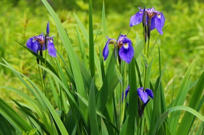 アヤメ（入笠山）