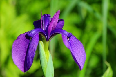 ノハナショウブ（霧ヶ峰）