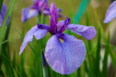 ハナショウブ（高遠しんわの丘ローズガーデン）