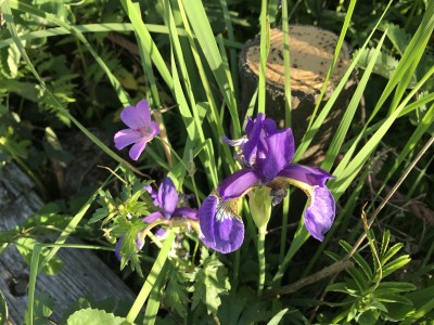 アヤメ（霧ヶ峰）