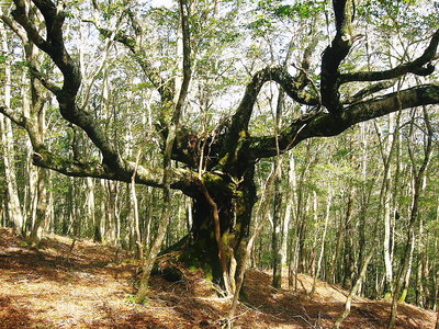 ● どうもお越しやす