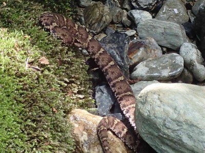 P8050040.jpg (101.7 KiB) 閲覧された回数 1686 回 マムシ