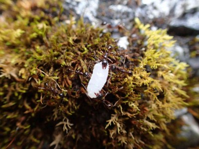 P8050064.jpg (68.01 KiB) 閲覧された回数 1686 回 米粒を運ぶアリたち