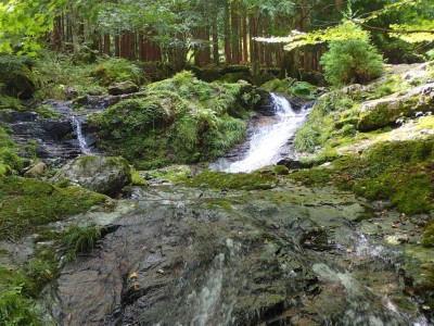 P8260061.jpg (135.89 KiB) 閲覧された回数 4358 回 標高1100付近