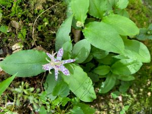 ヤマジノホトトギス